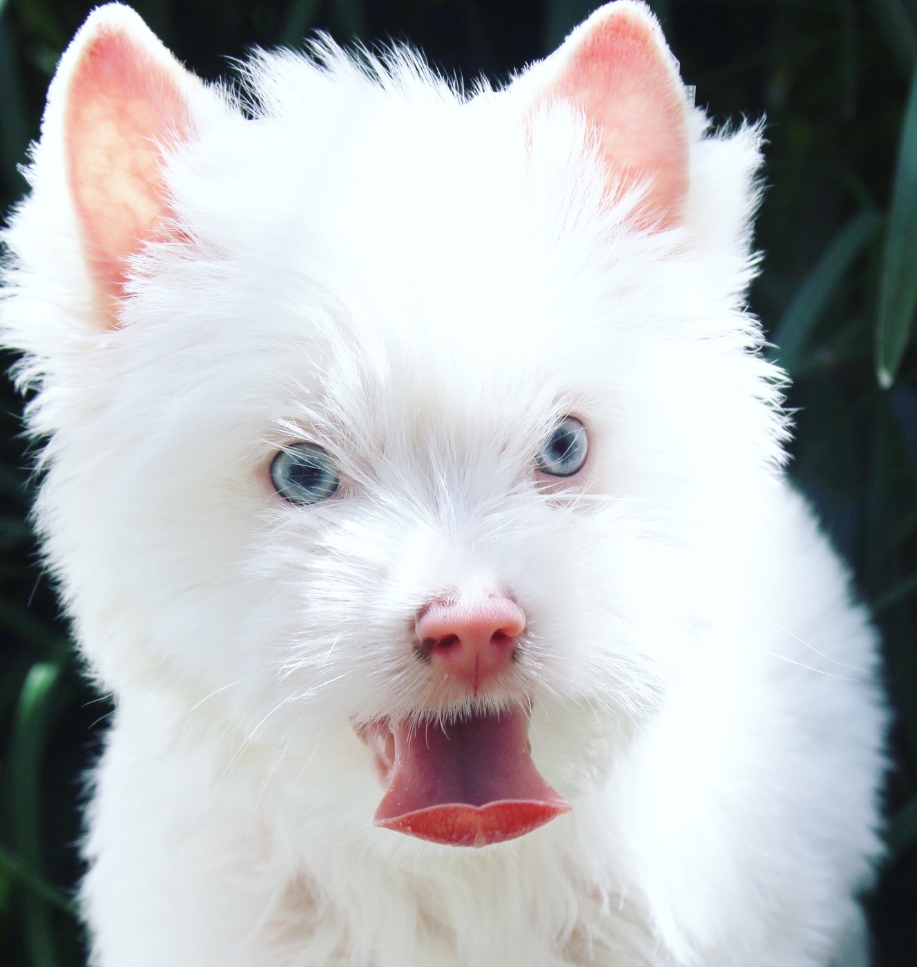 Female puppies 