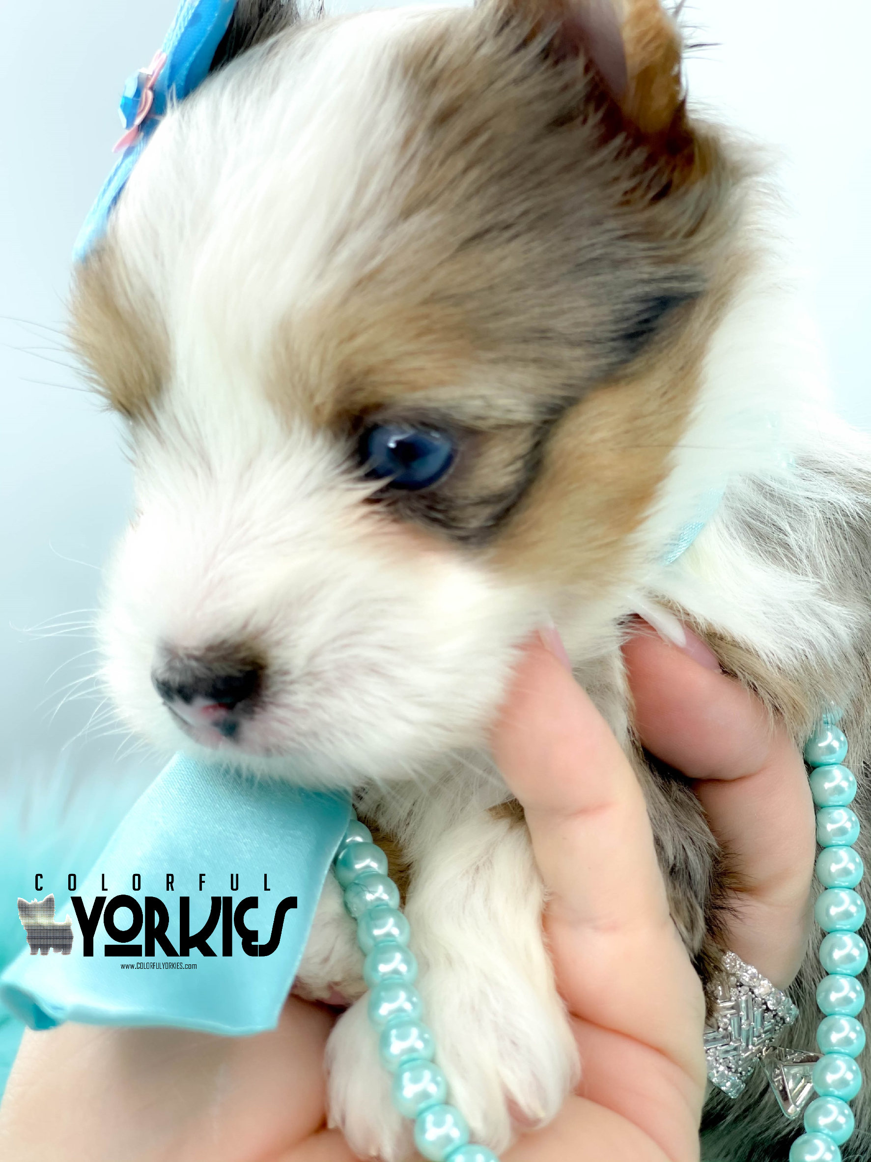 FENIX BLUE WHITE HEAD MERLE BLUE EYES