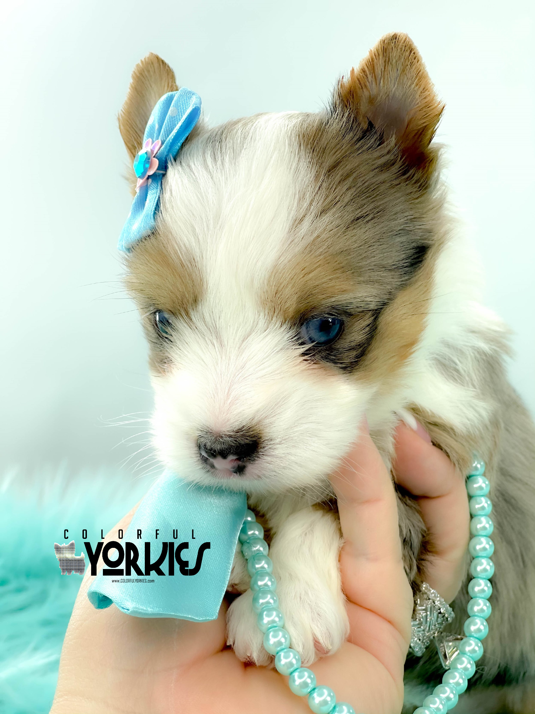 FENIX BLUE WHITE HEAD MERLE BLUE EYES