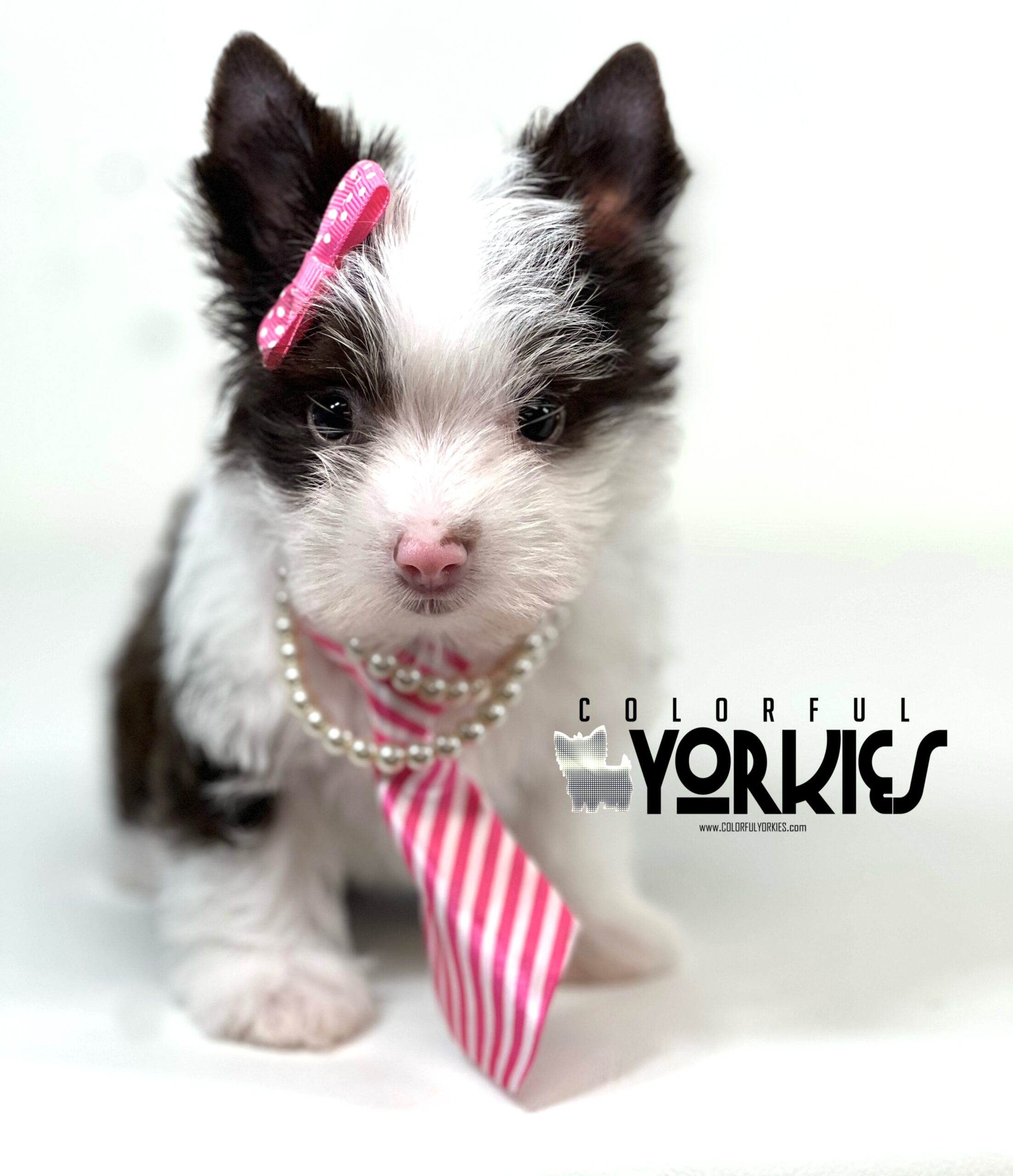 9437E1A1-3CD1-412E-976E-5B4FD3929E3F BOOTS IS A CHOCOLATE WHITE HEAD YORKIE