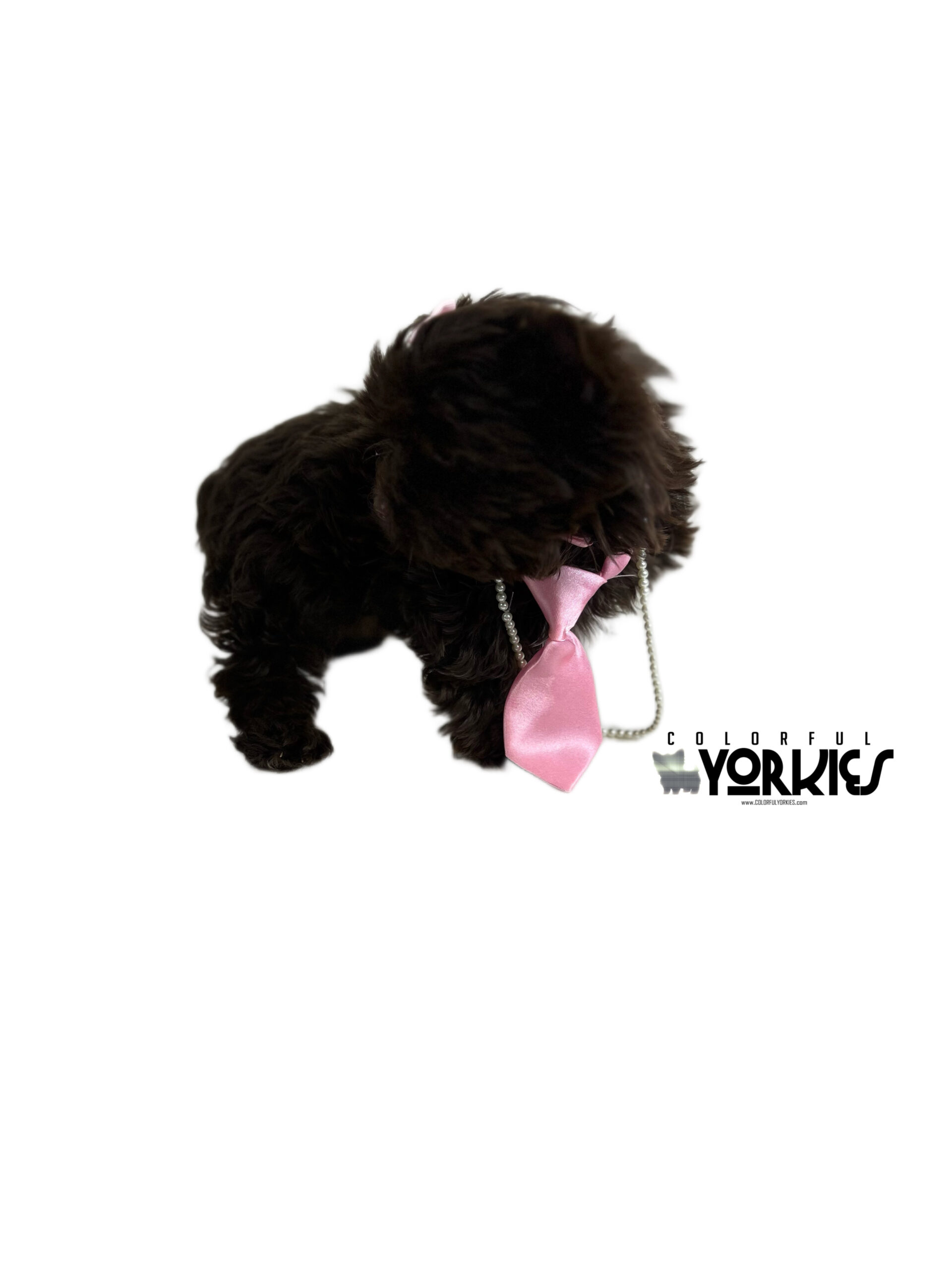Mochi Dark Chocolate Yorkie Mochi Dark Chocolate Yorkie