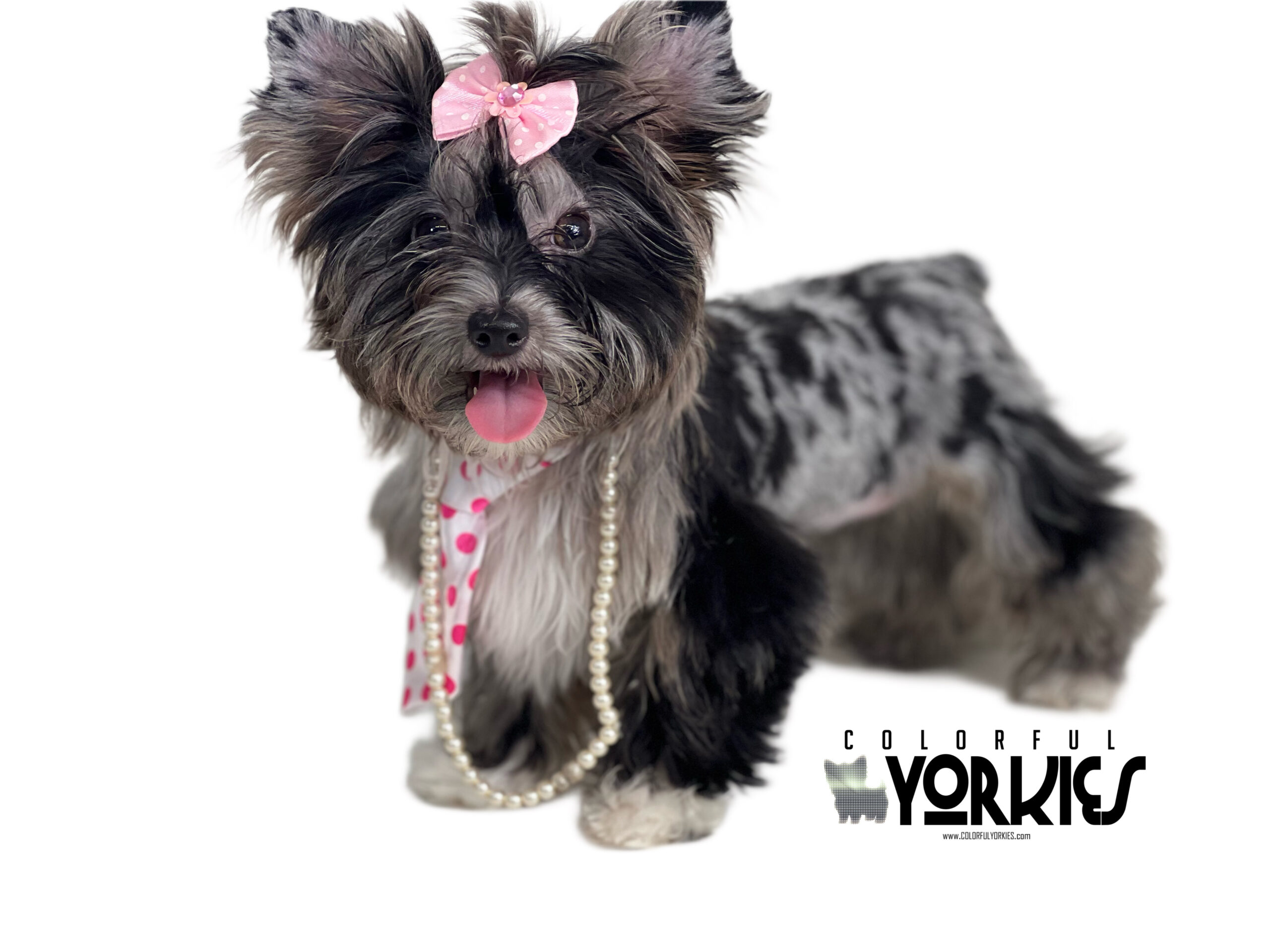 Bella Blue Merle Tweed Yorkie