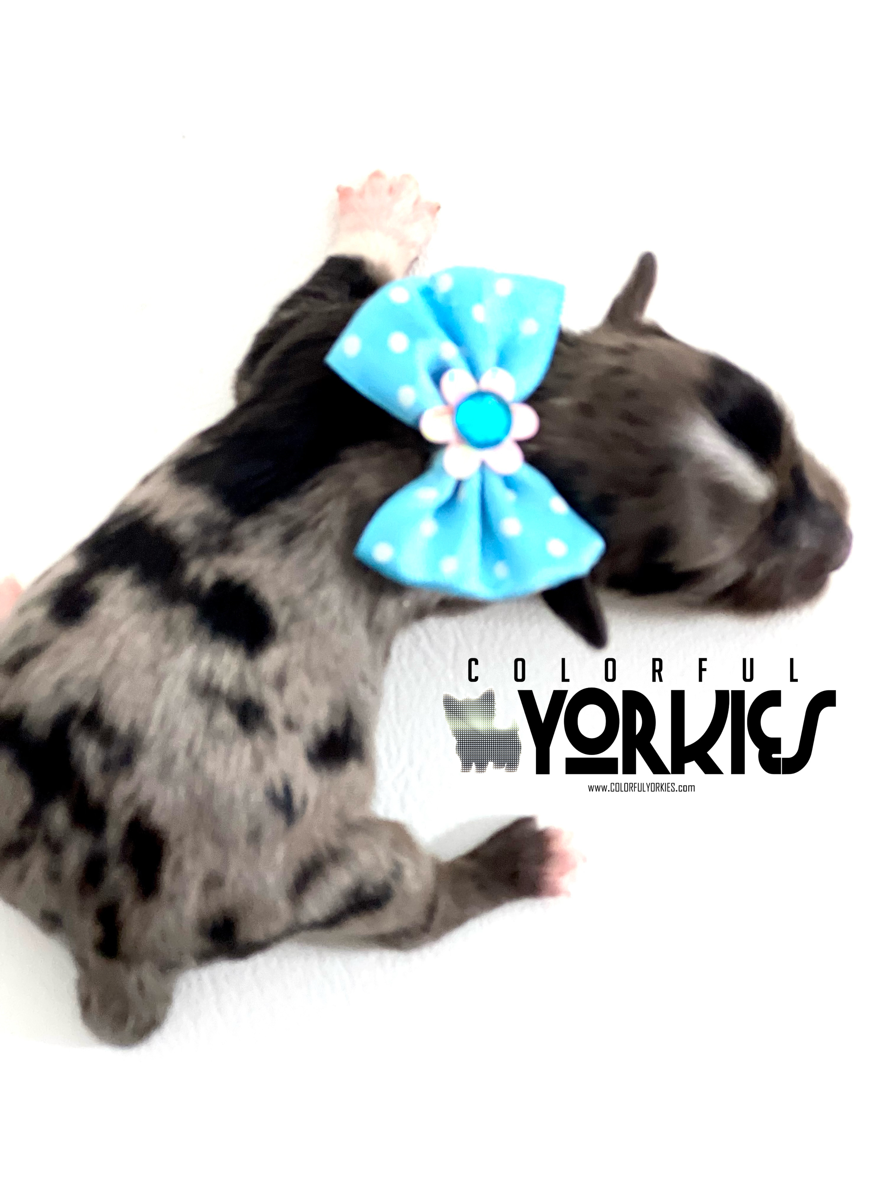 Daniyah IS BLUE MERLE YORKIE POSSIBLE BLUE EYES