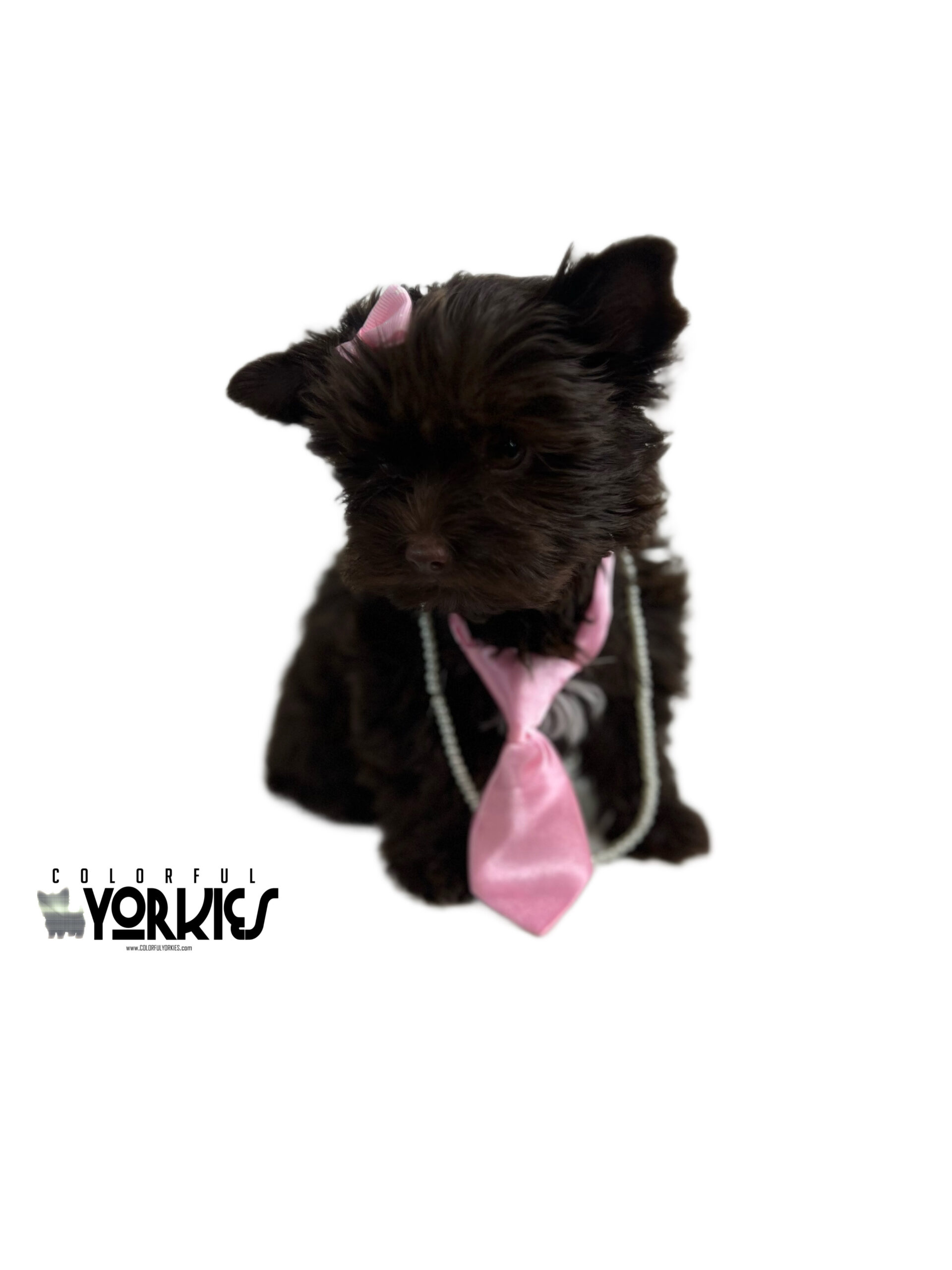 Mochi Dark Chocolate Yorkie Mochi Dark Chocolate Yorkie