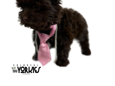 Mochi Dark Chocolate Yorkie