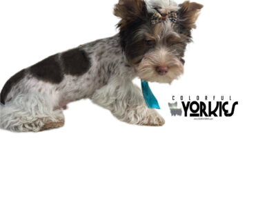 Moose Dark Chocolate Parti Yorkie